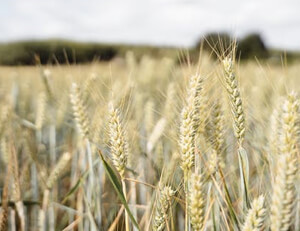 多彩窗帘面料选择指南